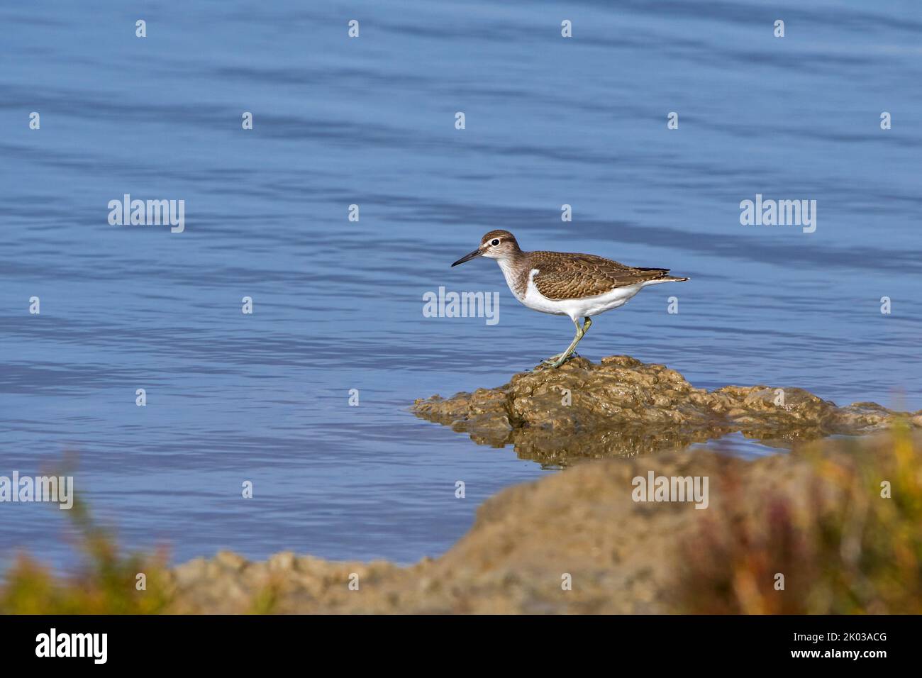 Comune di sandpiper (Actis hypoleucos / Tringa hypoleucos) foraging lungo la riva del lago / stagno banca in salpalude / palude di sale a fine estate Foto Stock