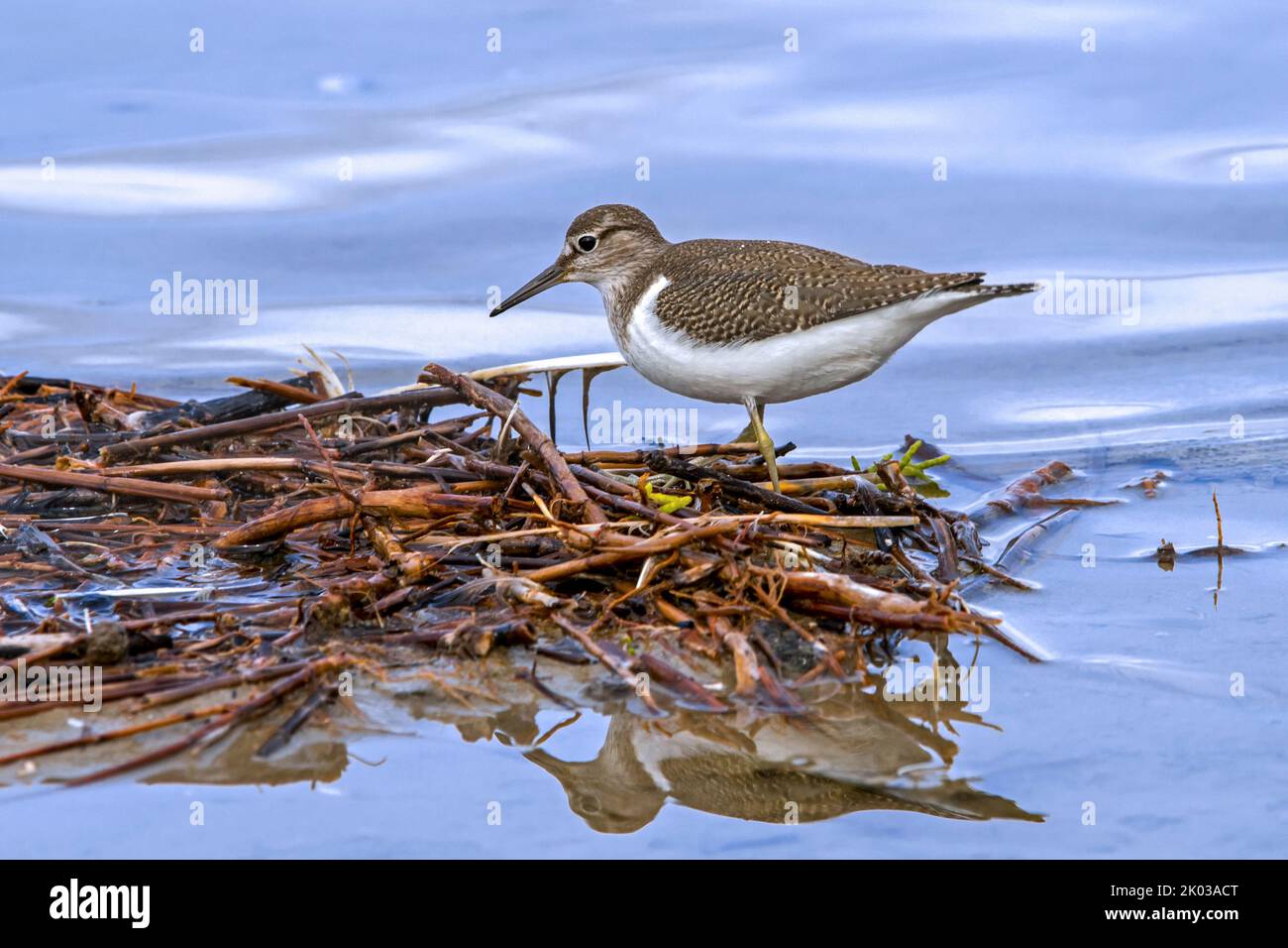 Comune di sandpiper (Actis hypoleucos / Tringa hypoleucos) foraging lungo la riva del lago / stagno banca in salpalude / palude di sale a fine estate Foto Stock