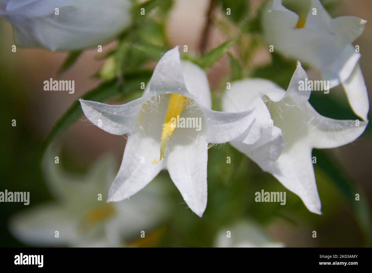 La Campanula Foto Stock