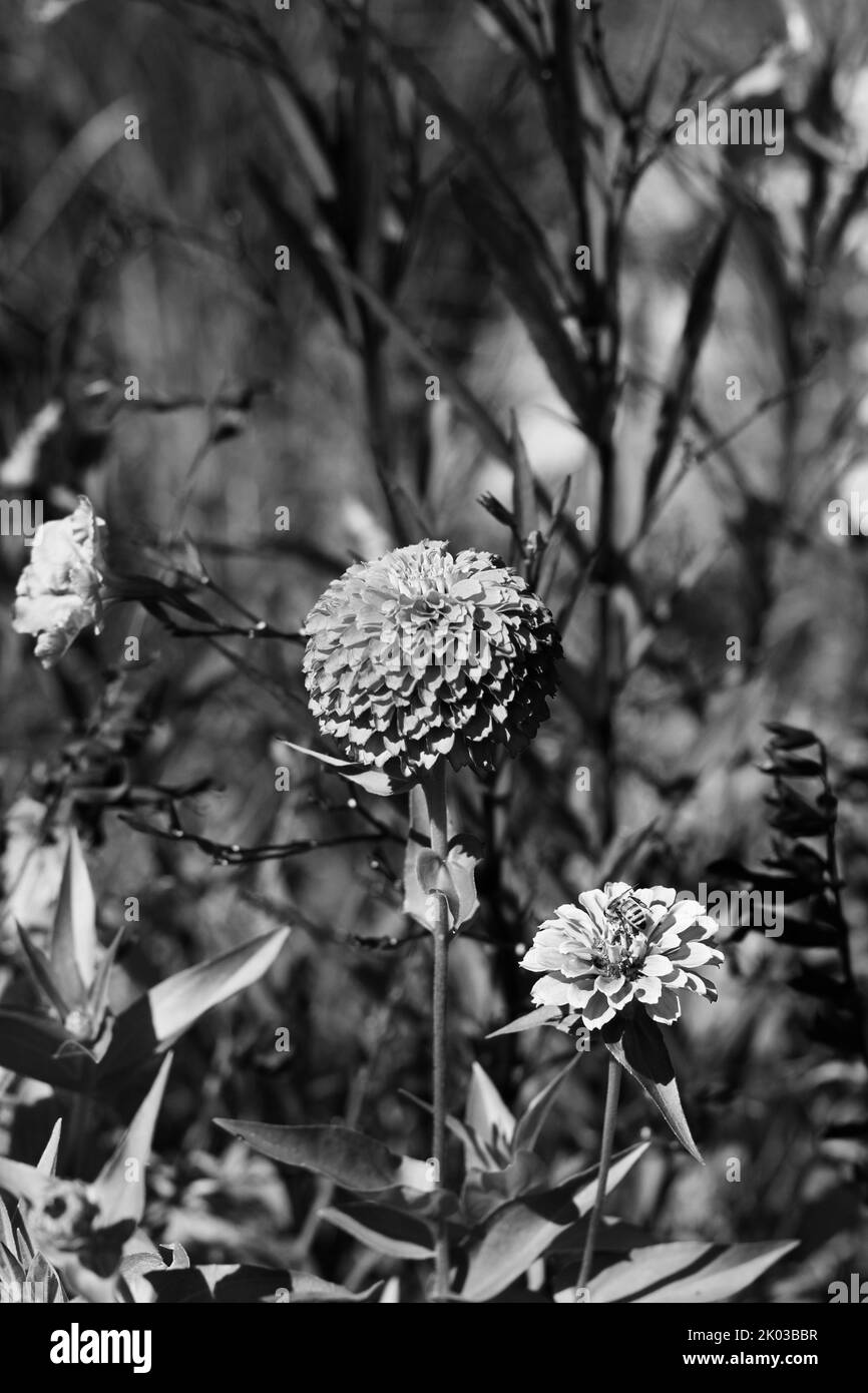 Belle zinnie e fiori che crescono nel giardino di fiori soleggiato in uno sfondo bianco e nero monocromatico. Foto Stock