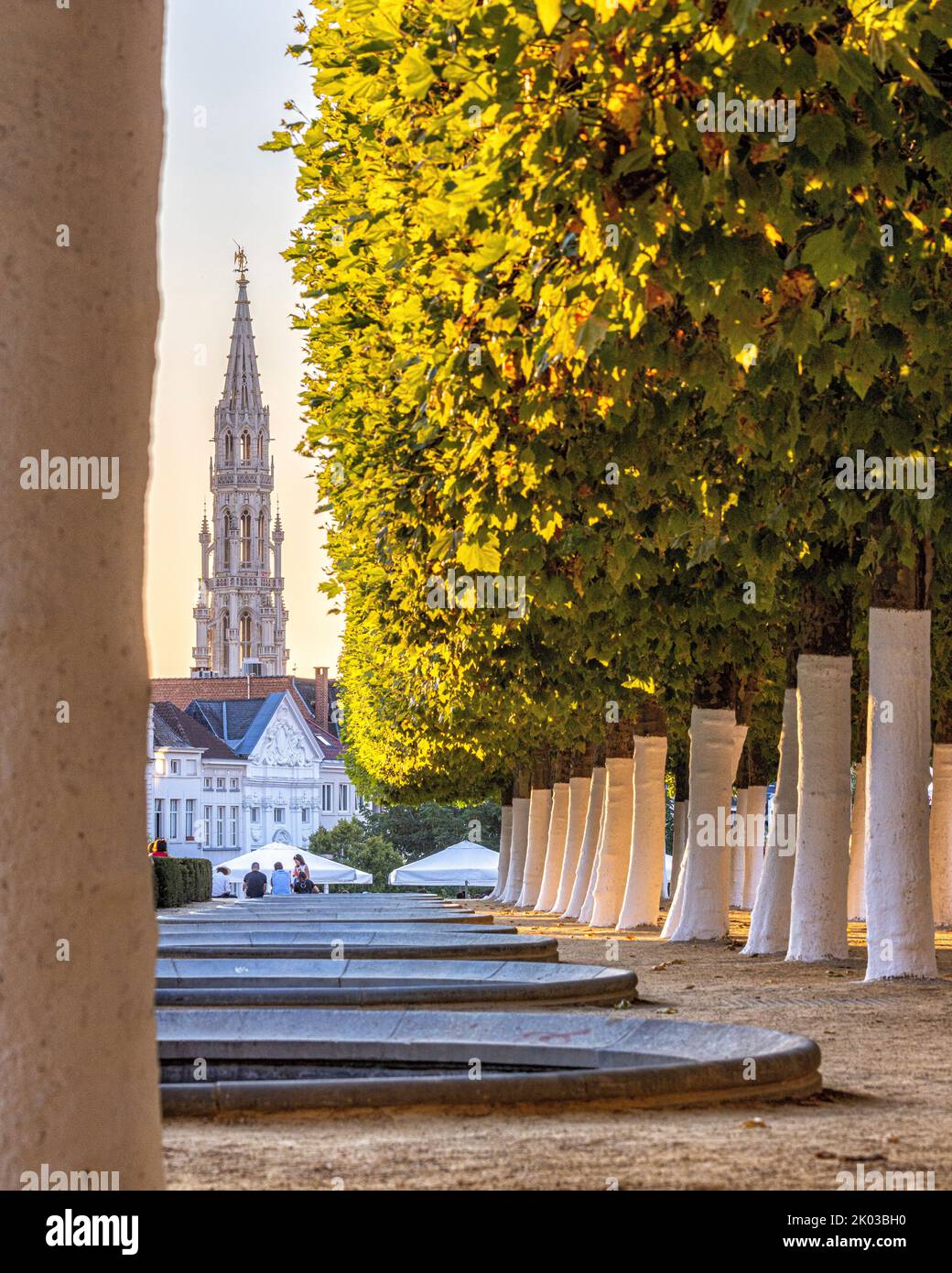 Vista tra platani fino alla torre del municipio di Bruxelles. Bruxelles, Belgio. Foto Stock