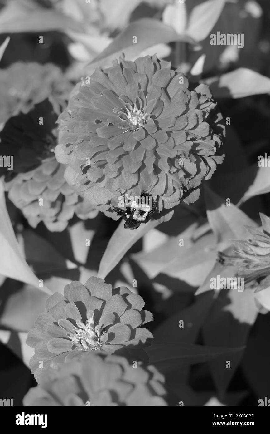 Belle zinnie e fiori che crescono nel giardino di fiori soleggiato in uno sfondo bianco e nero monocromatico. Foto Stock