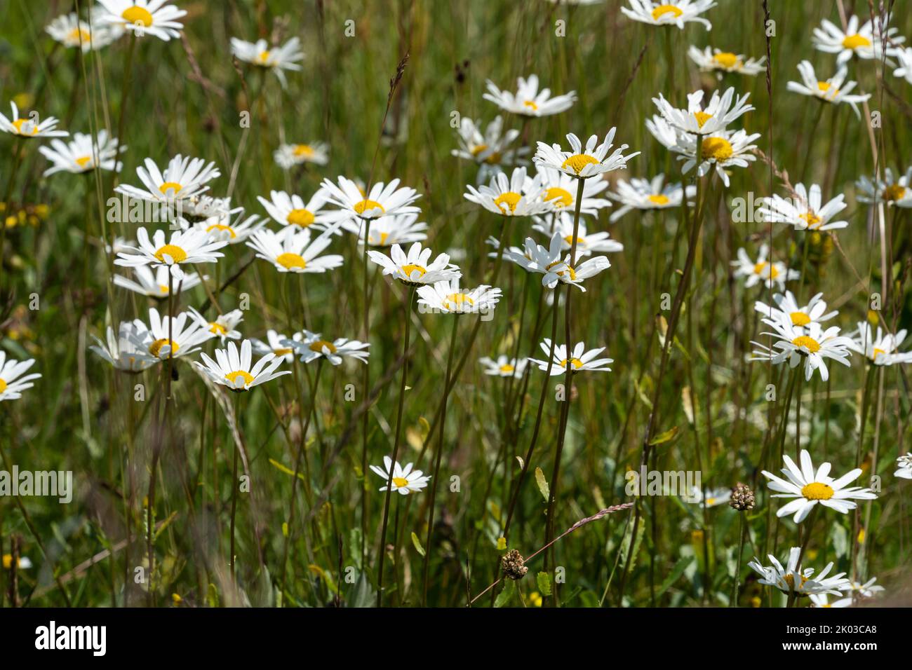 Margherite dei prati, vulgare di Leucanthemum, leucanthemum di chrysanthemum, margherite precoce, margherite Foto Stock
