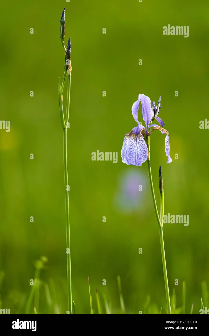 Iride siberiana, iride prato, iride sibirica, iride Foto Stock