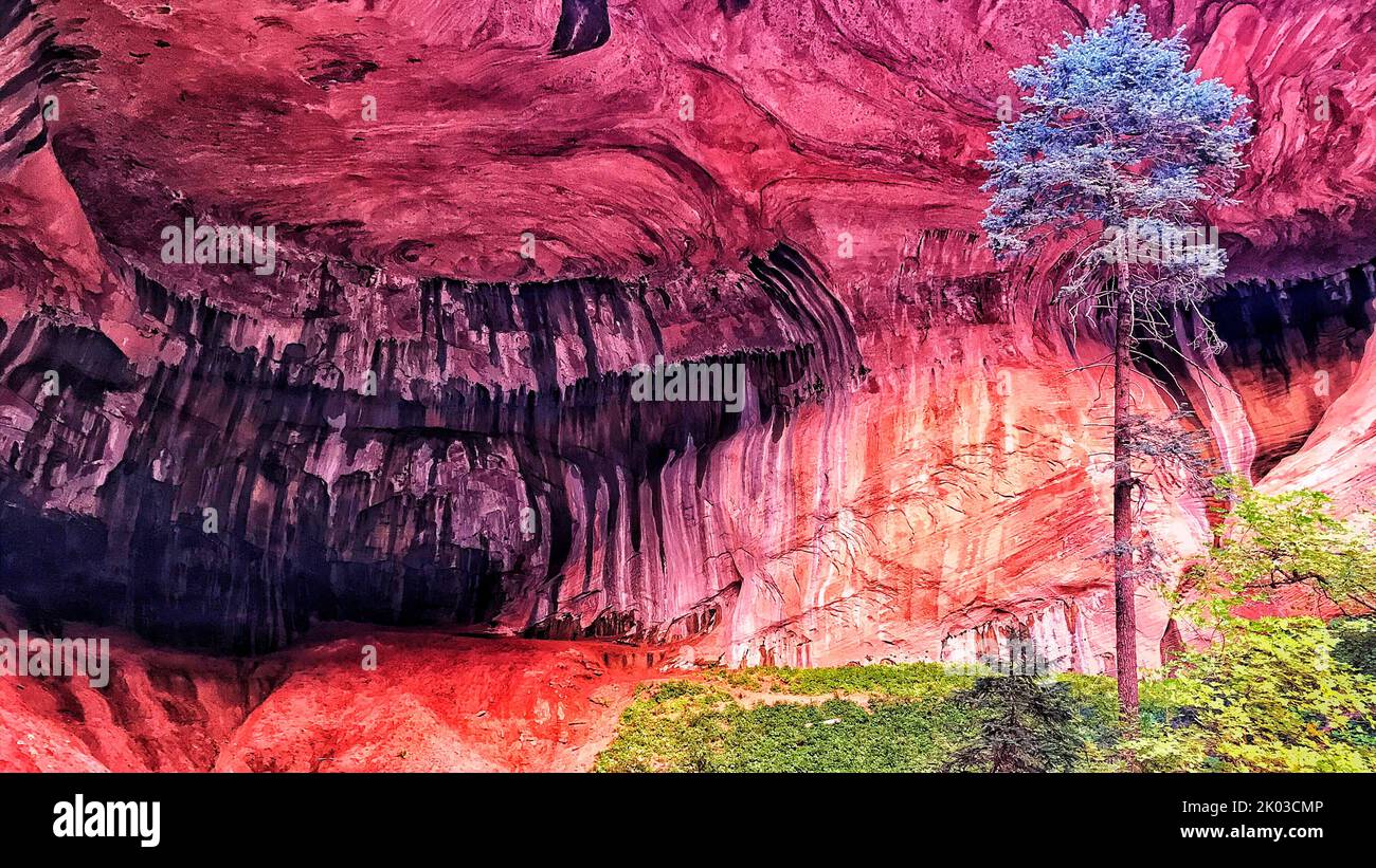 Lo Zion National Park si trova nel sud-ovest dello Utah, al confine con l'Arizona. Ha una superficie di 579 kö² e si trova tra i 1128 m e i 2660 m. di altitudine. Taylor Creek, Double Arch Alcove. Foto Stock