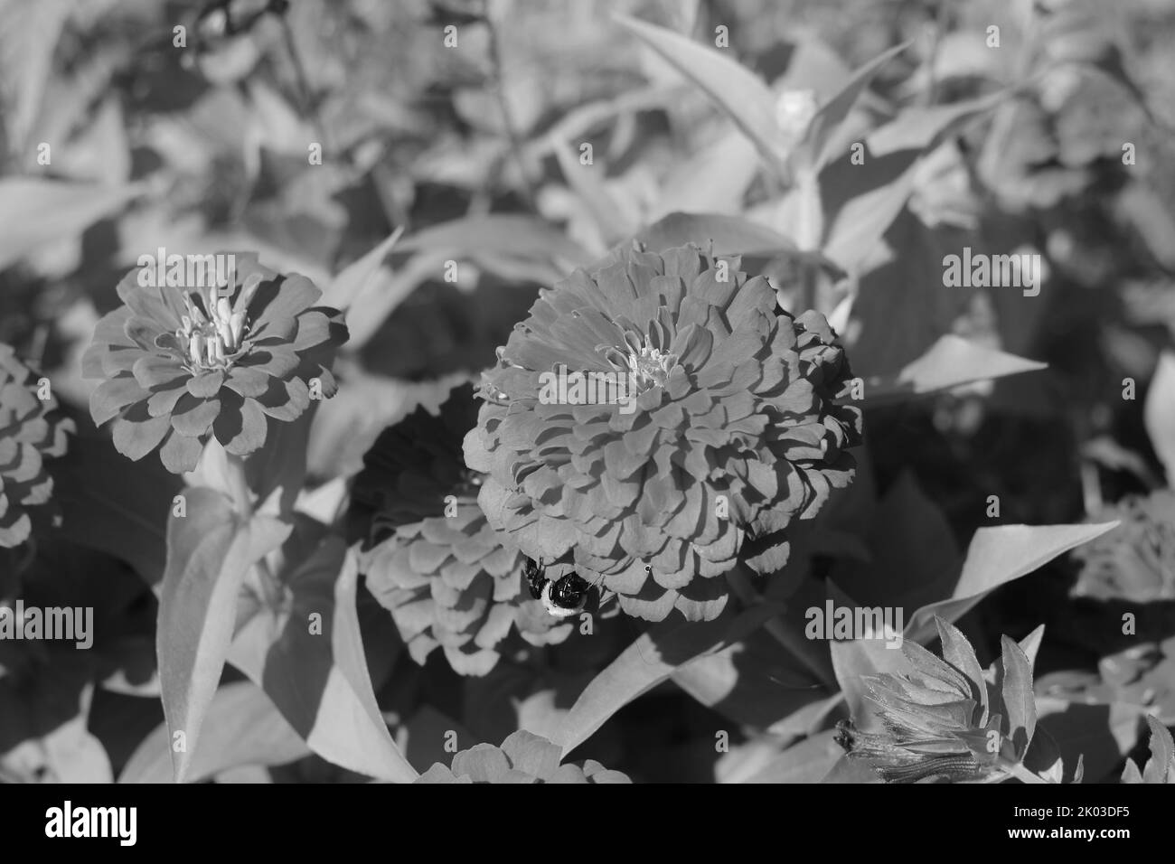 Belle zinnie e fiori che crescono nel giardino di fiori soleggiato in uno sfondo bianco e nero monocromatico. Foto Stock