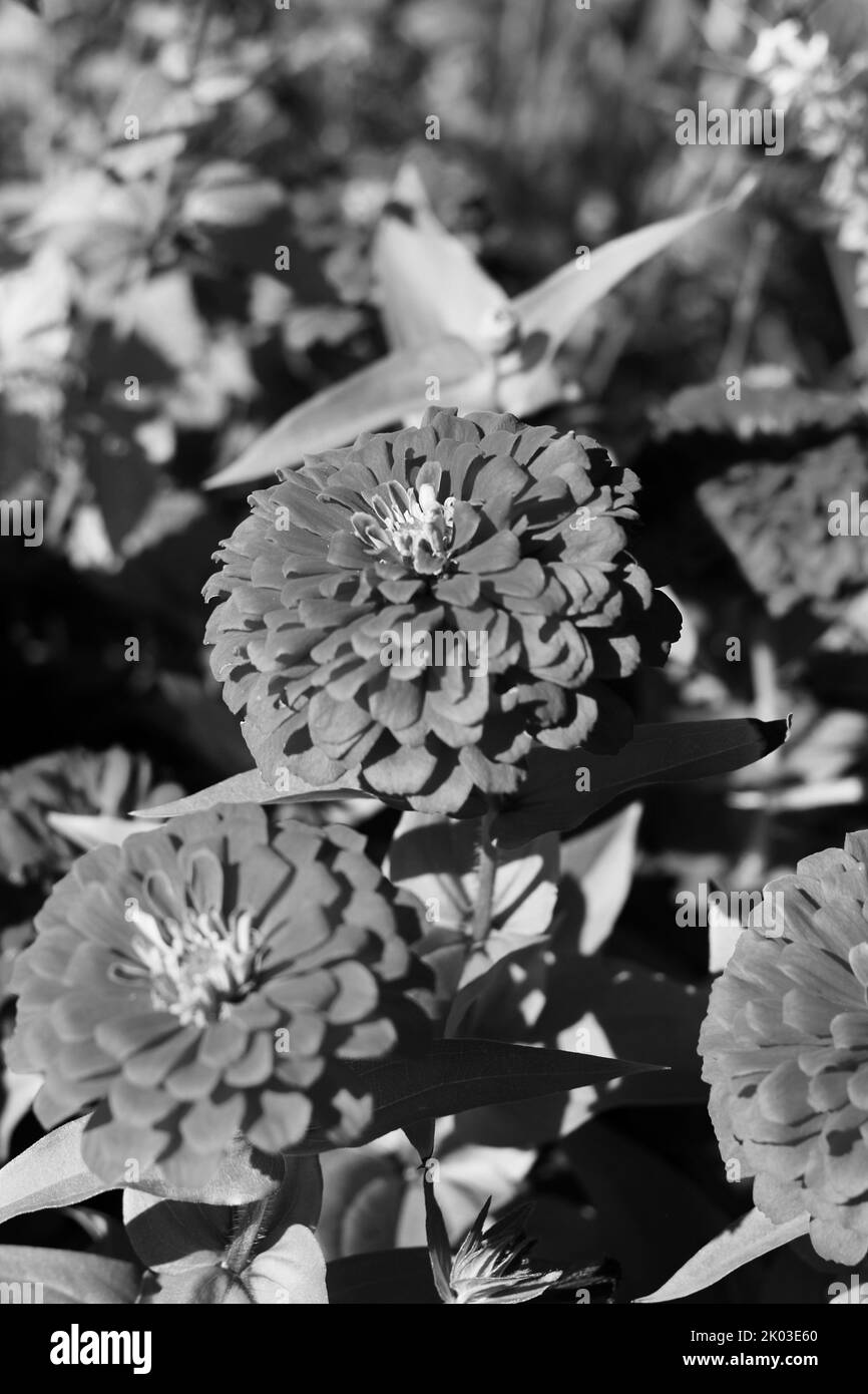 Belle zinnie e fiori che crescono nel giardino di fiori soleggiato in uno sfondo bianco e nero monocromatico. Foto Stock