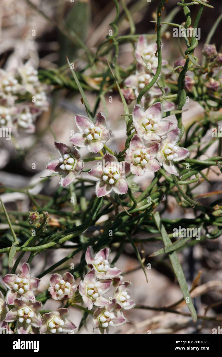 Fiore bianco Cimose UBEL infiorescenza di Funastrum Cynanchoides, Apocynaceae, erba perenne nativa nel deserto della Coachella Valley, Springtime. Foto Stock
