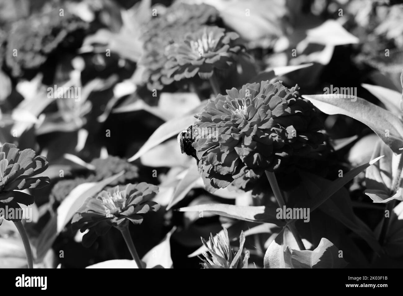Belle zinnie e fiori che crescono nel giardino di fiori soleggiato in uno sfondo bianco e nero monocromatico. Foto Stock