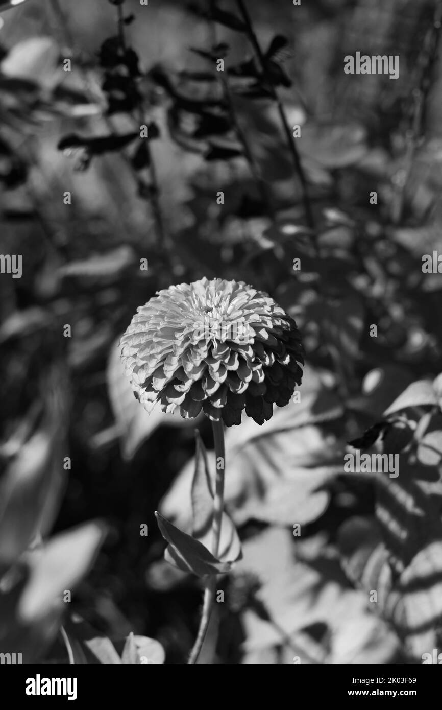Belle zinnie e fiori che crescono nel giardino di fiori soleggiato in uno sfondo bianco e nero monocromatico. Foto Stock