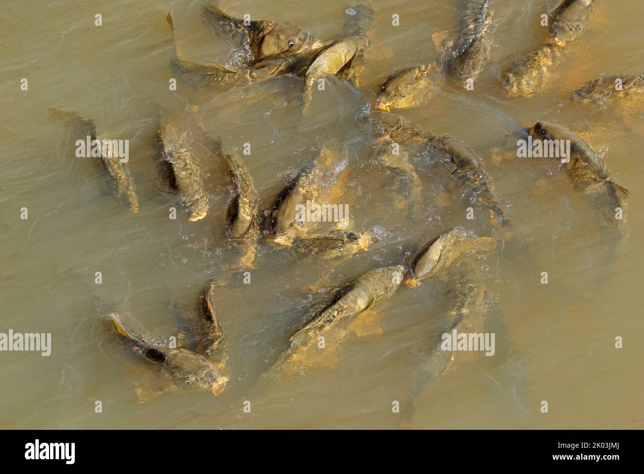 Barzelletta di carpa comune (Cyprinus carpio) nuoto in uno stagno di acqua dolce Foto Stock