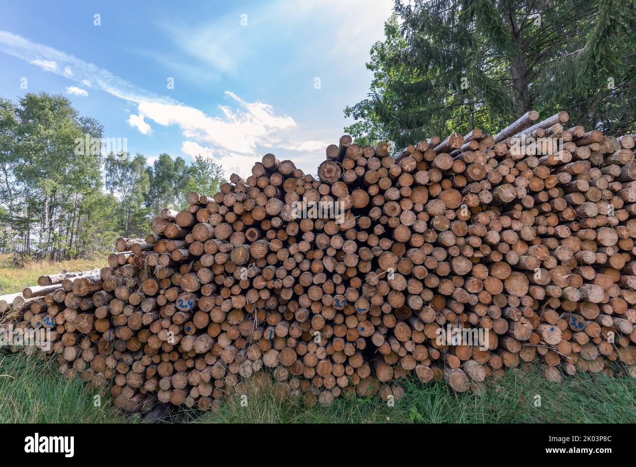 grande pila di alberi di fronte ad un'area libera-tagliata Foto Stock