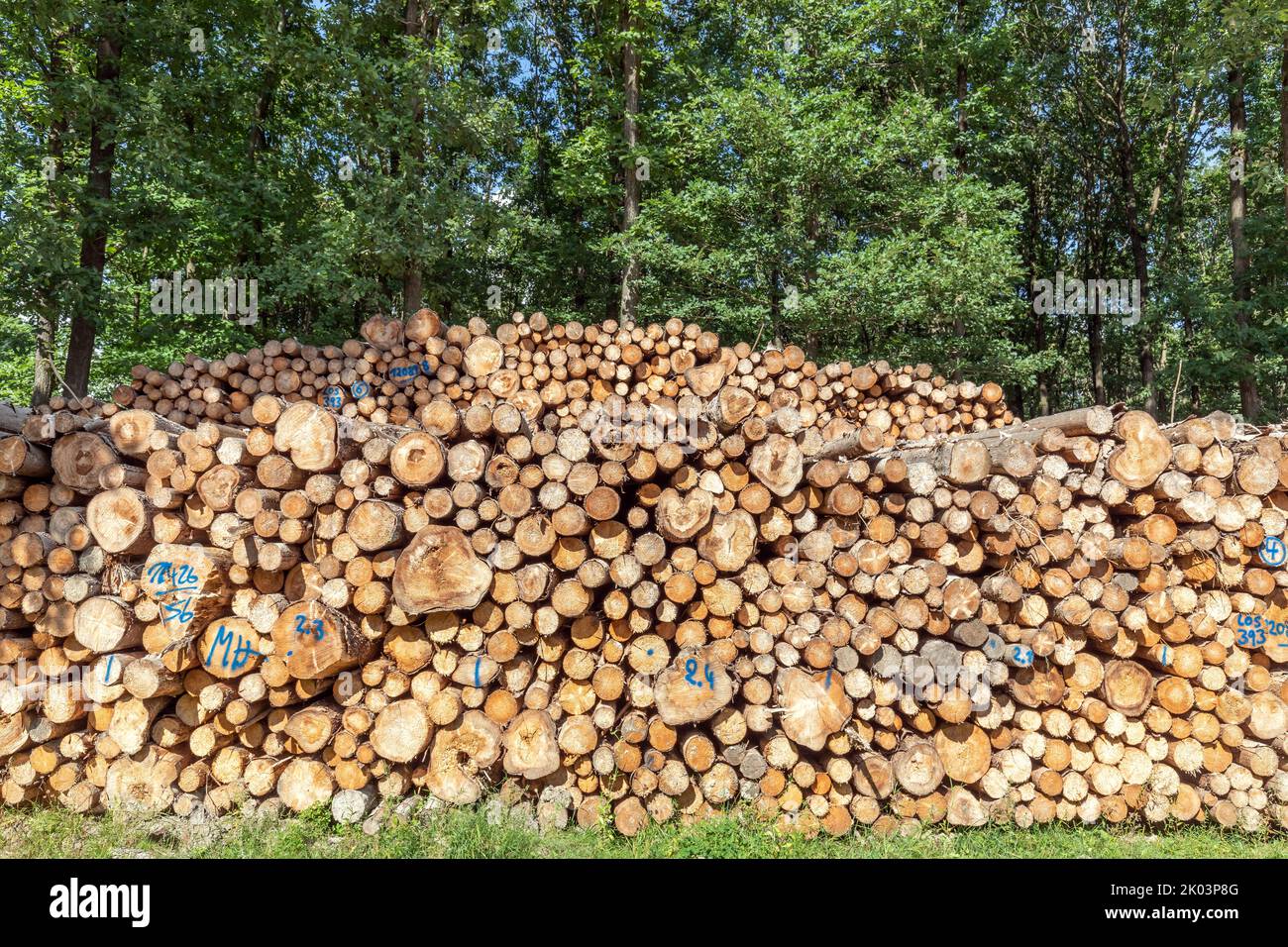 grandi pile di tronchi d'albero ai margini della foresta Foto Stock