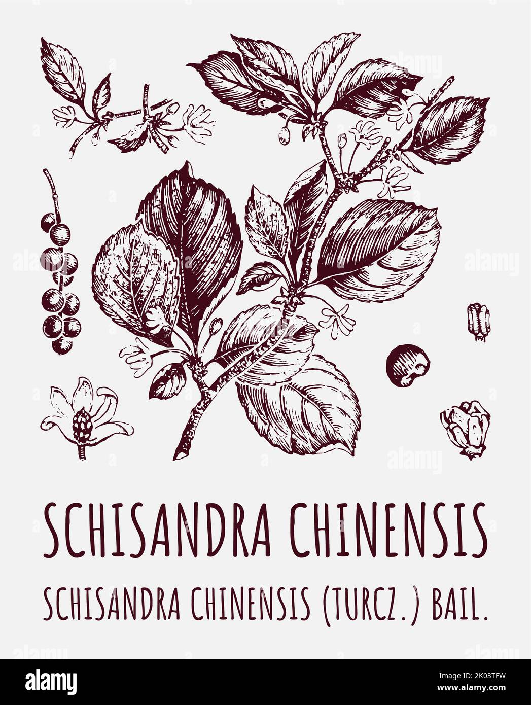 Schisandra chinensisi: Ramo di schisandra con foglie e bacche. Mirtilli di vite Magnolia. Cosmetica e impianto medico. Disegno vettoriale a mano. Foto Stock