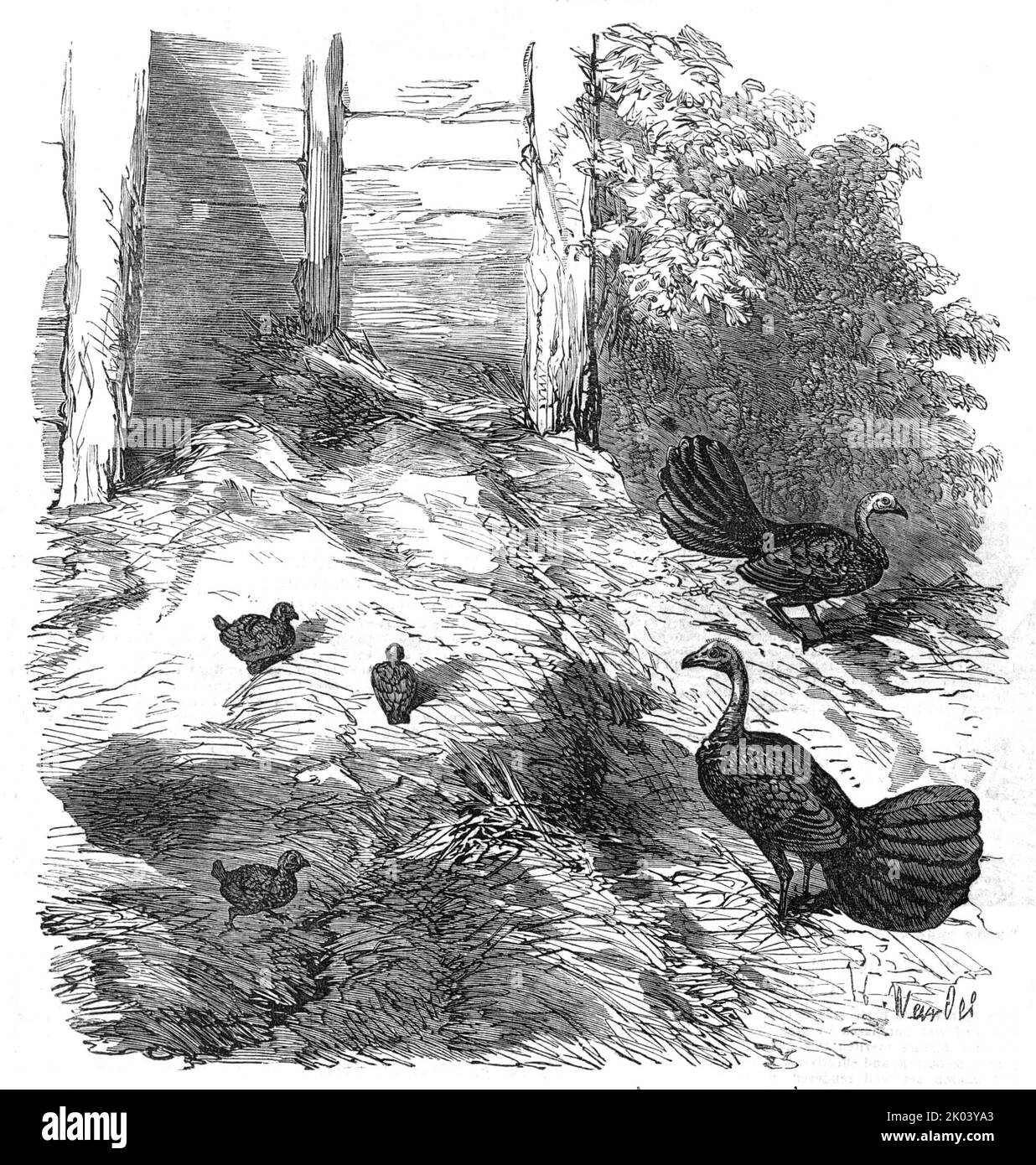 Nest of the Brush Turkey, nei giardini della società zoologica, Regent's-Park, 1854. "I Talegalla Wattled... sono creatori di letti caldi; e in questi letti o tumuli, di dimensioni non trifling, seppelliscono le loro uova... questo tumulo, tuttavia, non è il lavoro di un solo paio di uccelli, ma è effettuato dall'industria unita di molti, Quale lavoro in concerto per alcune settimane ... varia in dimensione da due a quattro cart-loads, ed è di un perfettamente piramidale form...it è noto per abitare varie parti del nuovo Galles del Sud ... a meno che non si adottino alcune misure per la conservazione di questo uccello, la sua estinzione, a nessun da remoto Foto Stock