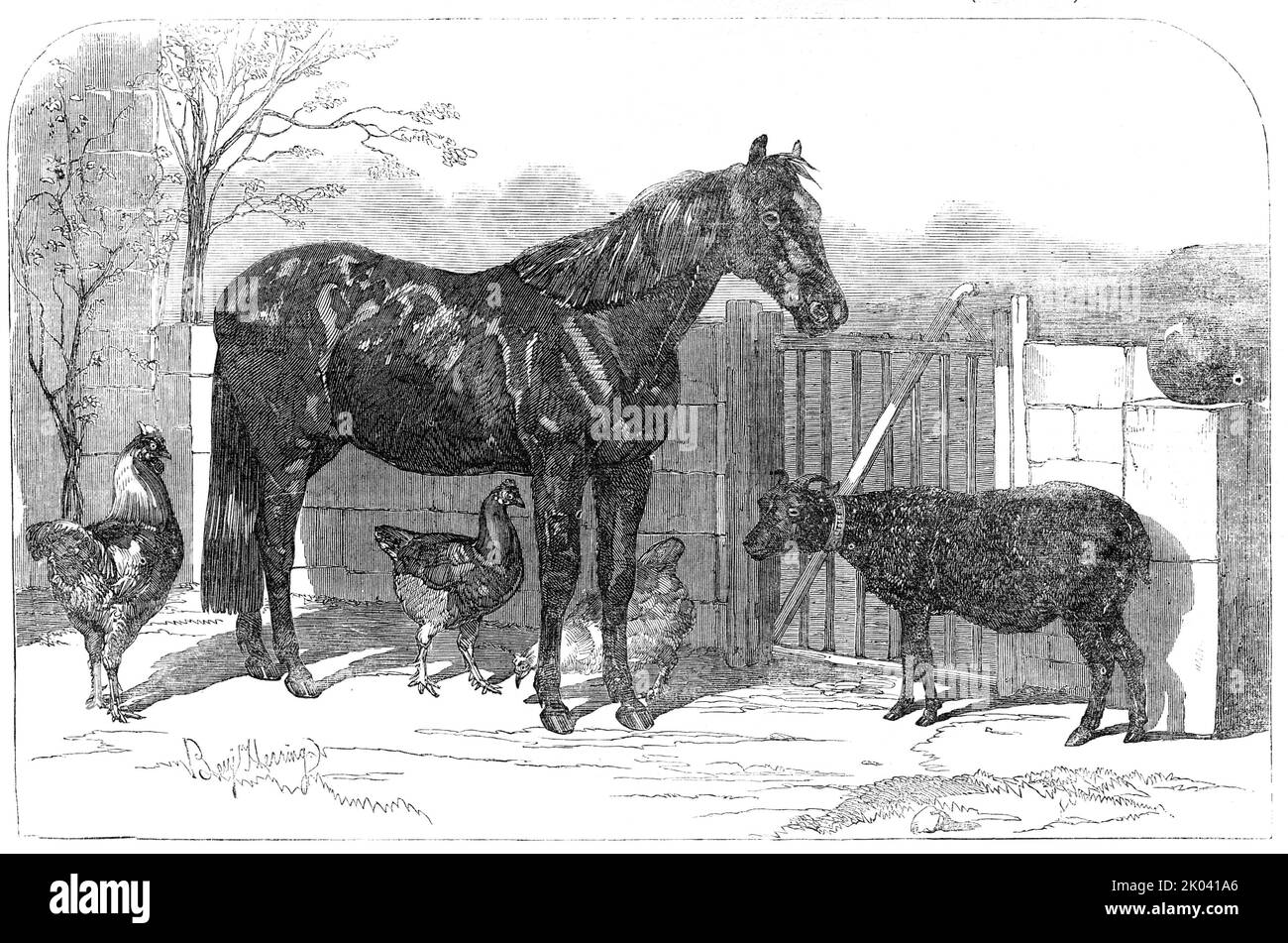 Pony russo e pecore di Bomarsund, portati da Captain Hall, H.M.S. "Hecla", 1854. Animali e trofei di guerra presi dalla Finlandia durante la guerra di Crimea da un ufficiale navale britannico. 'La pecora è molto piccola, con un cappotto... di lana molto corta e riccia. Assomiglia generalmente ad una pecora gallese; è larga attraverso gli occhi ed ha corna nere piccole... il pony è inoltre nero, con una stella nella fronte, una striscia bianca sul ponte del naso ed un contrassegno bianco fra le narici... i piedi sono in buon ordine; naturalmente non sono ancora stati shod...behind la pecora è un pezzo di granito preso fr Foto Stock