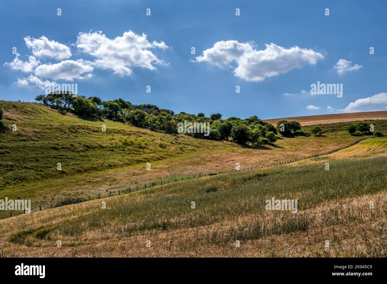 Grumo di alberi nei campi sulle colline del Sud in un pomeriggio d'estate, Sussex orientale, Inghilterra Foto Stock