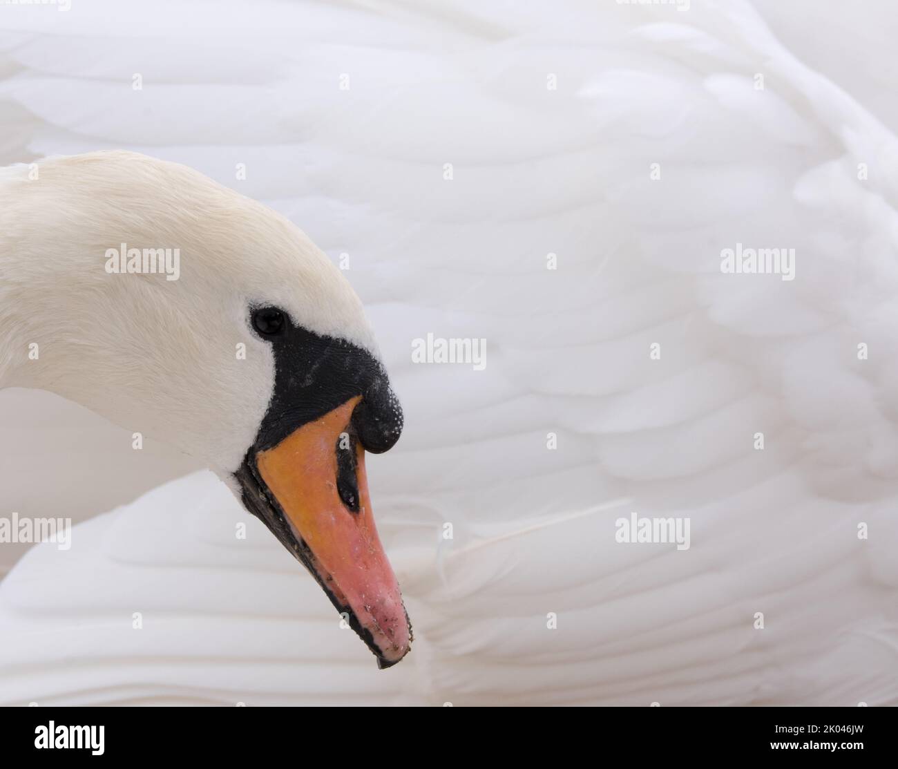 Bella bianco Mute Swan COB Foto Stock