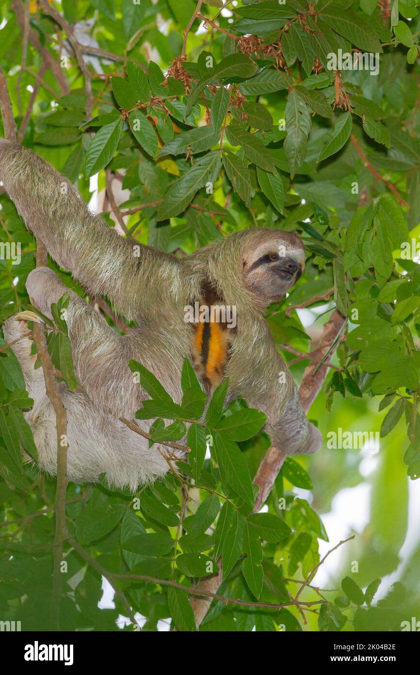 Sloth a tre punte (bradypus infuscatus). Maschio che mostra un cerotto toracico Foto Stock