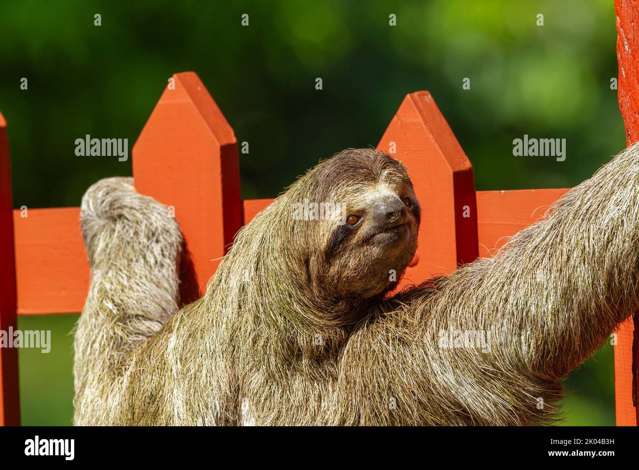 Sloth a tre punte (Bradypus infuscatus), primo piano, salendo lungo una recinzione per andare da un albero all'altro Foto Stock