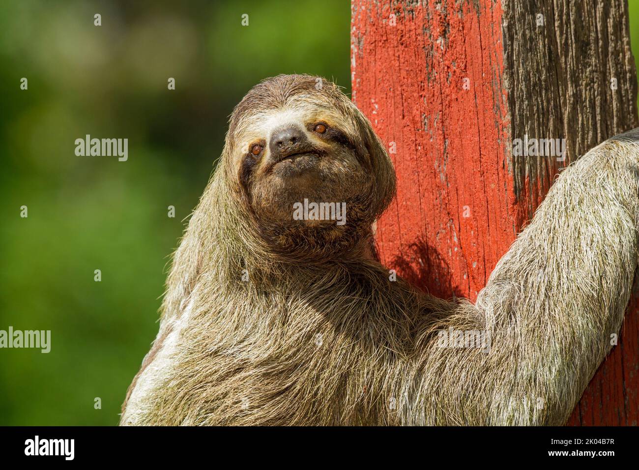 Sloth a tre punte (Bradypus infuscatus), primo piano, salendo lungo una recinzione per andare da un albero all'altro Foto Stock