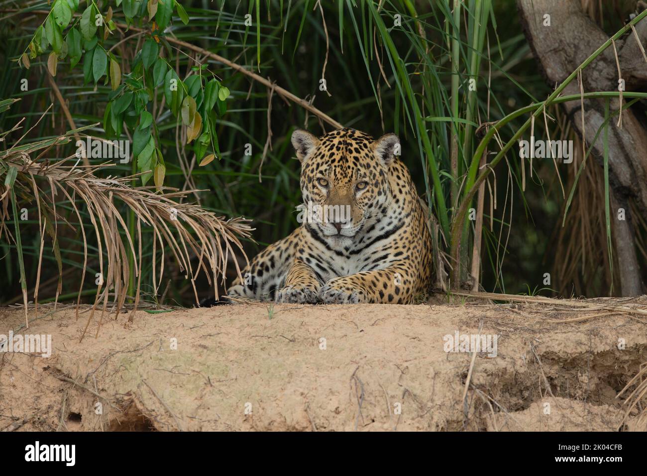 Jaguar (Panthera onca) Foto Stock