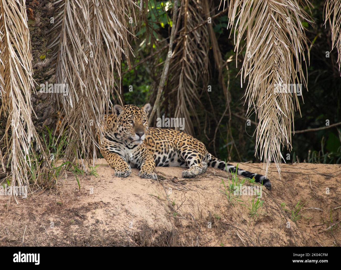 Giaguaro (Panthera onca) poggiato sulla riva del fiume Foto Stock
