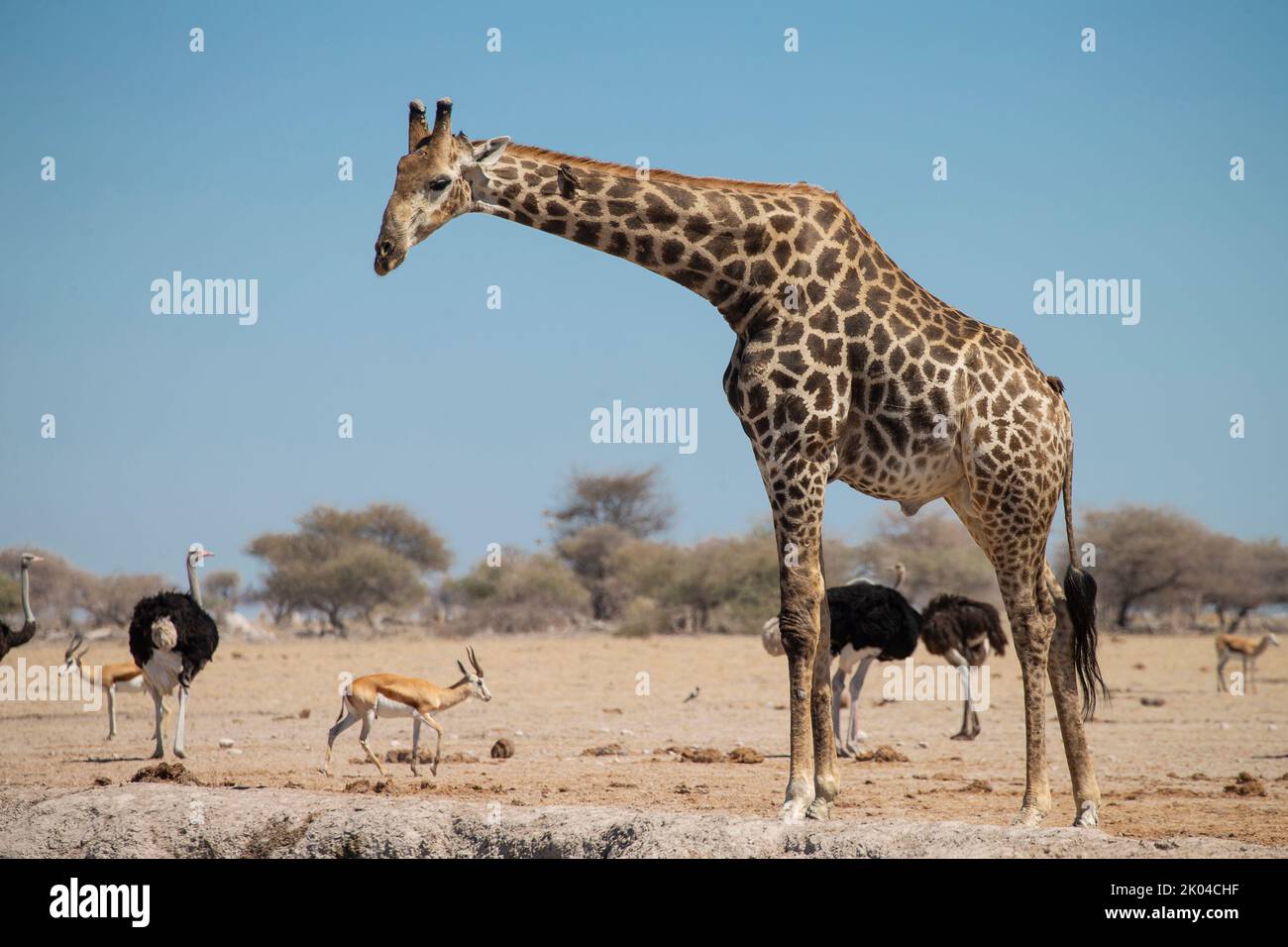 Southern Savanna Giraffe (Giraffa giraffa) Foto Stock