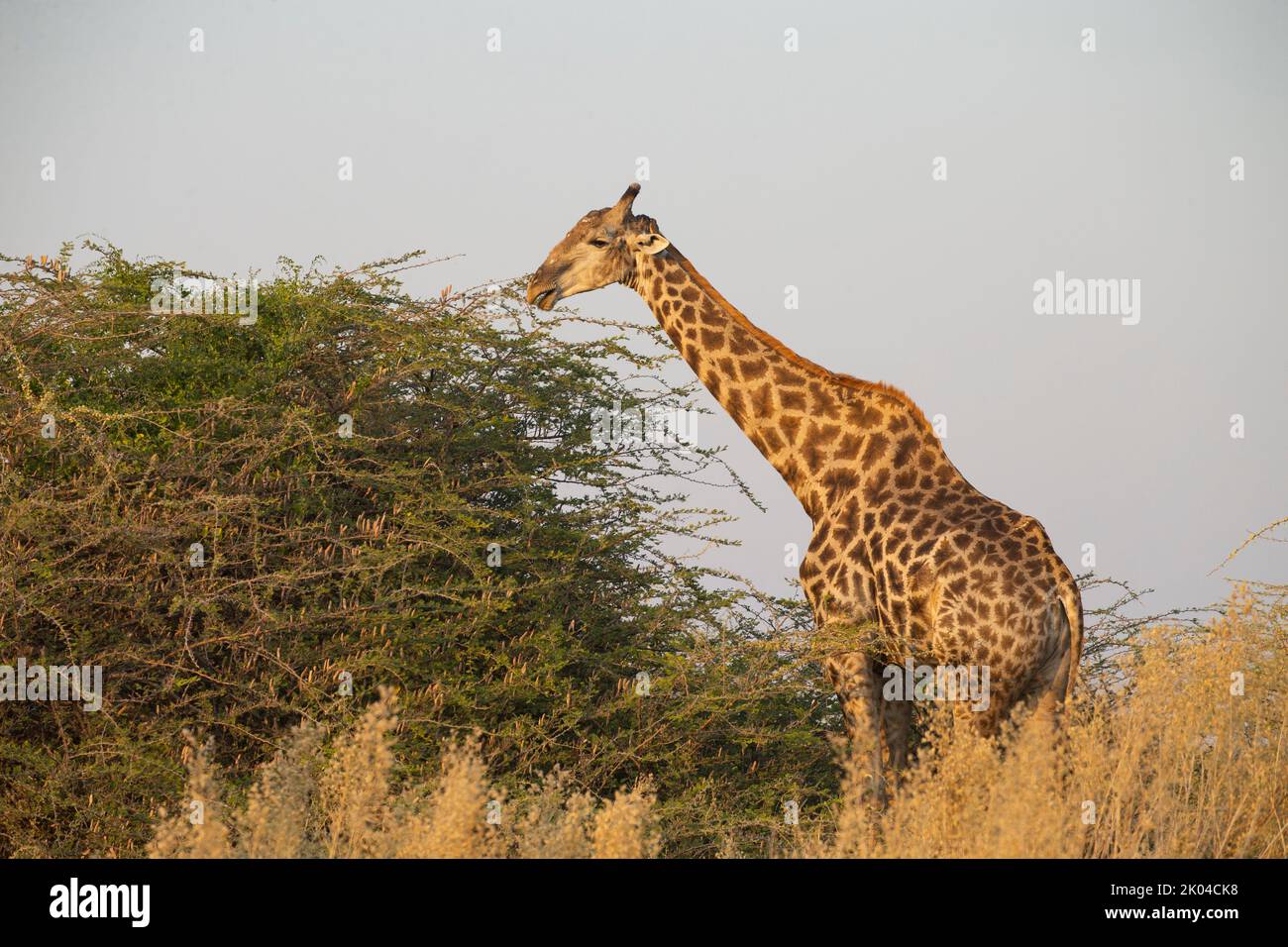 Southern Savanna Giraffe (Giraffa giraffa) Foto Stock