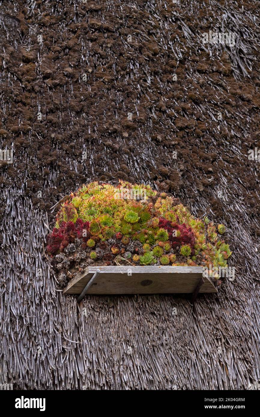 Galline e pulcini (Sempervivum) su un tetto di paglia, Klein Zicker, Mönchgut, Isola di Rügen, Meclemburgo-Pomerania occidentale, Germania Foto Stock