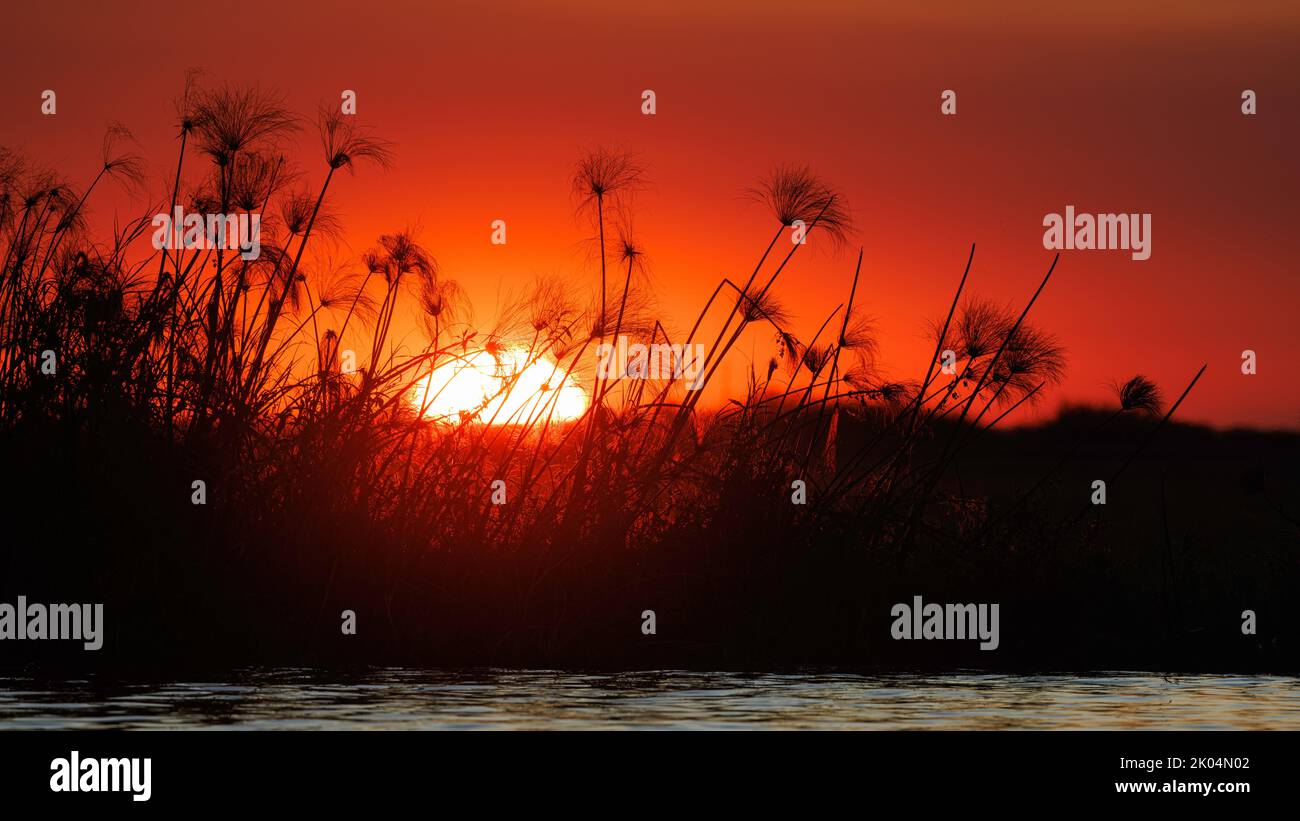 Un tramonto glorioso sul fiume chobe, con erbe e canne in primo piano, Botswana settentrionale, Africa Foto Stock