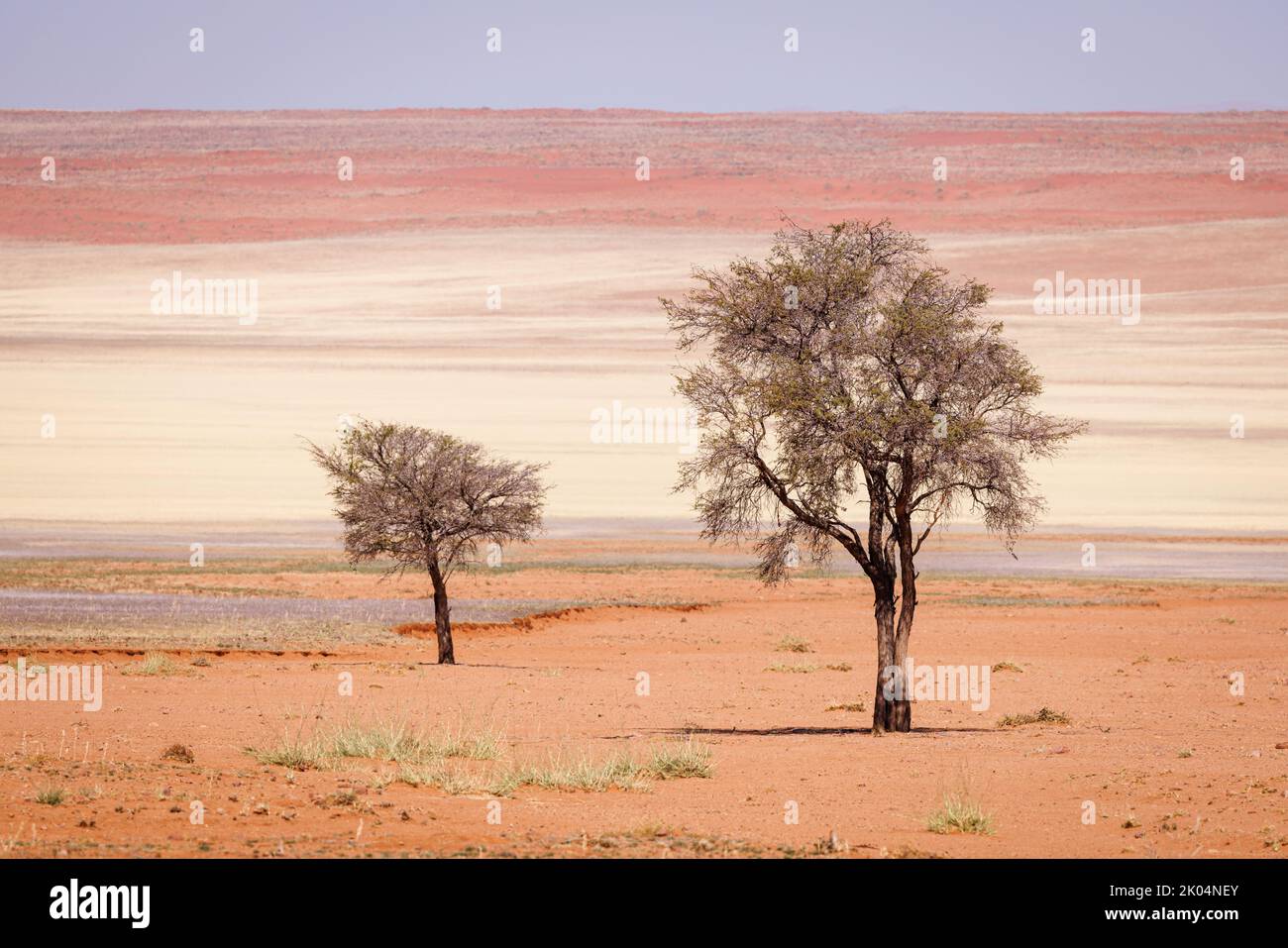 Due alberi e colorati strati di sabbia ed erbe formano il paesaggio del deserto del Namib vicino a Aus, Route D707, regione di Hardap/Karas, Namibia meridionale Foto Stock