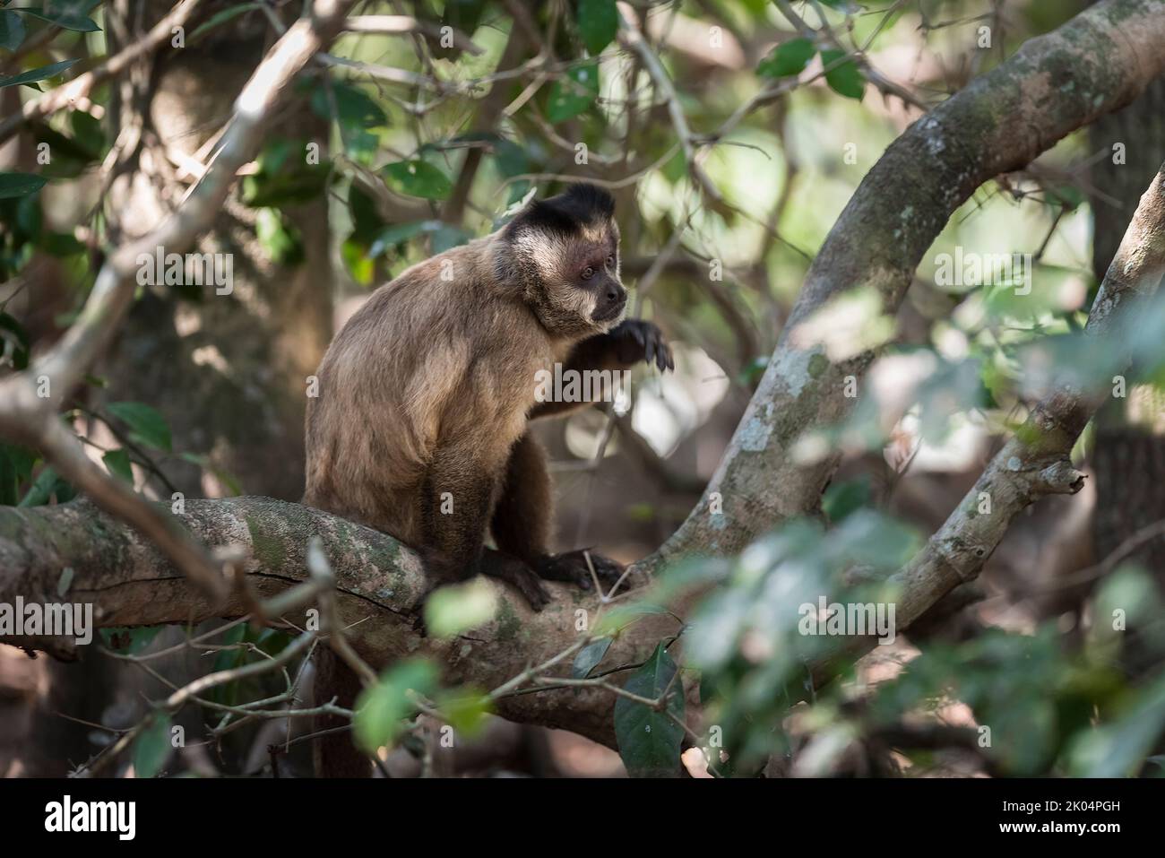 capuchin.South America a strisce marroni tufted Foto Stock