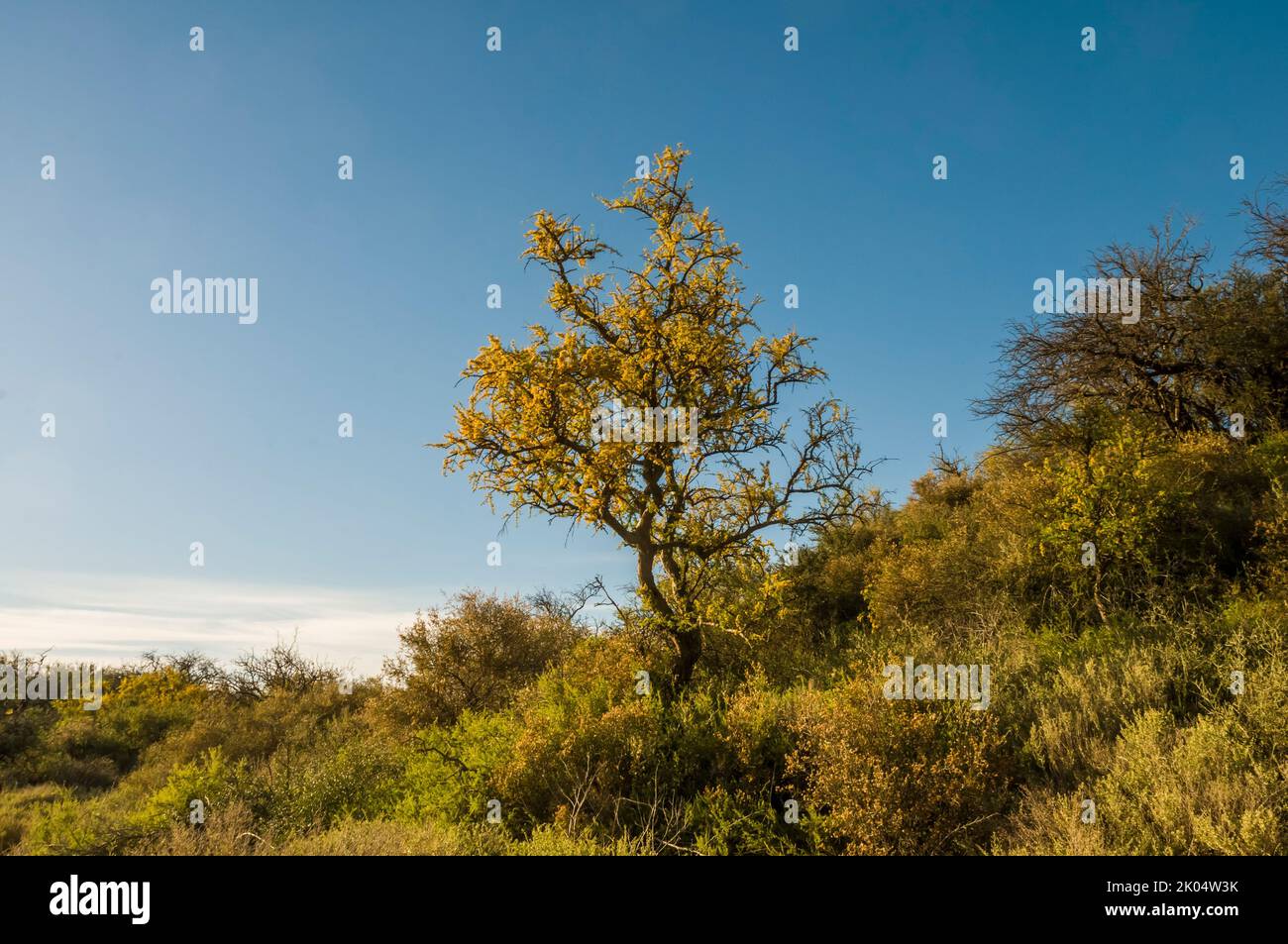 Riserva naturale provincia de la Pampa.Argentina Foto Stock