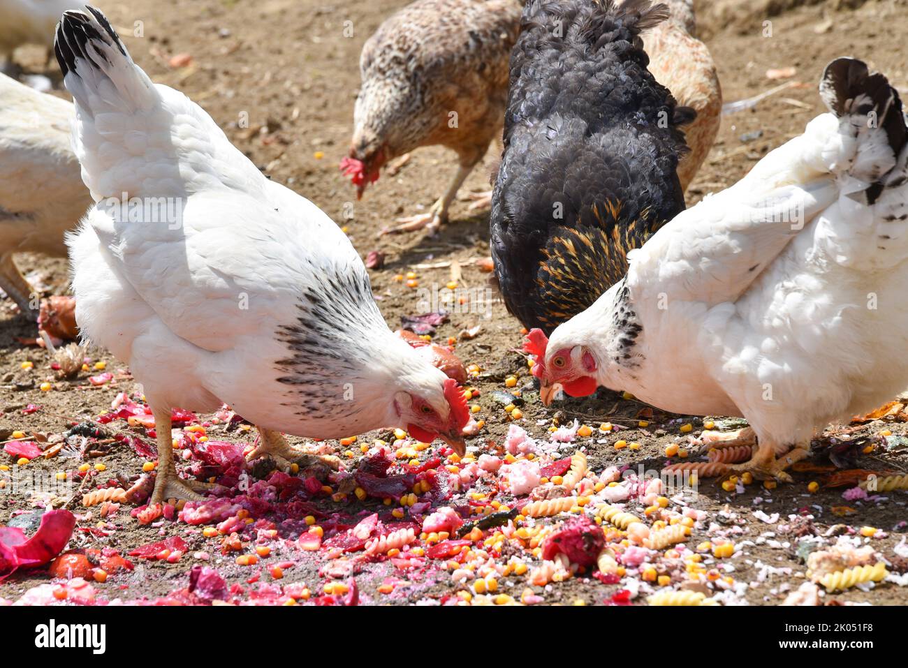I polli sono nutriti - galline ovaiole e polli liberi, alimentazione del pollo Foto Stock