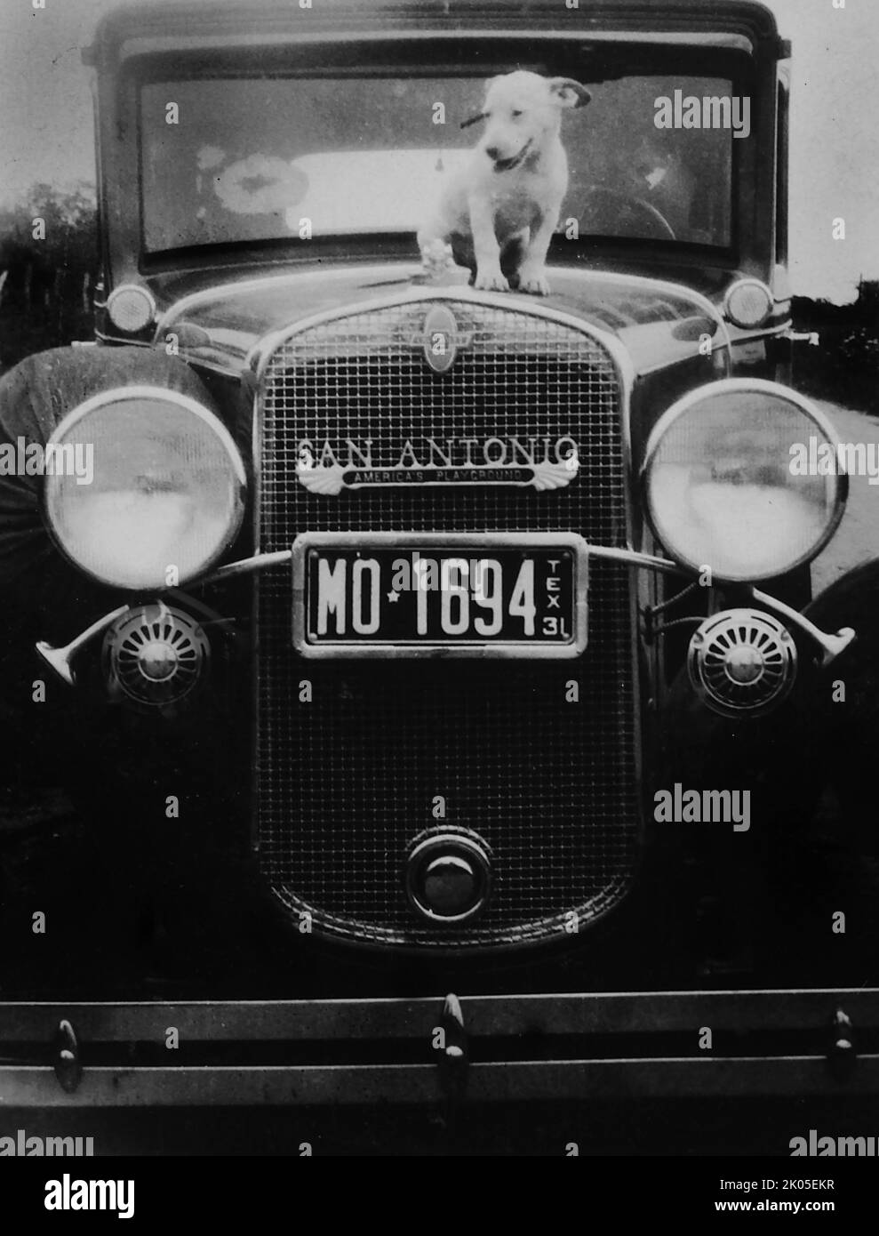 Un cane da trasporto siede in cima al cofano di Chevrolet auto a San Antonio, Texas, ca. 1931. Foto Stock
