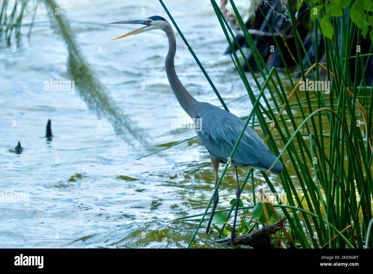 Grande Heron Blu con bocca aperta in piedi sul bordo dell'acqua Foto Stock