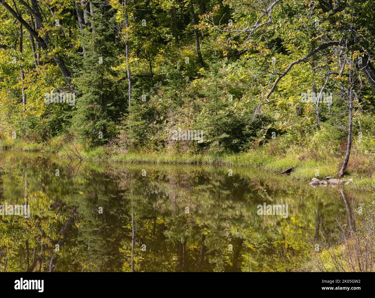 Forest riflessioni in acqua nel mese di settembre Foto Stock