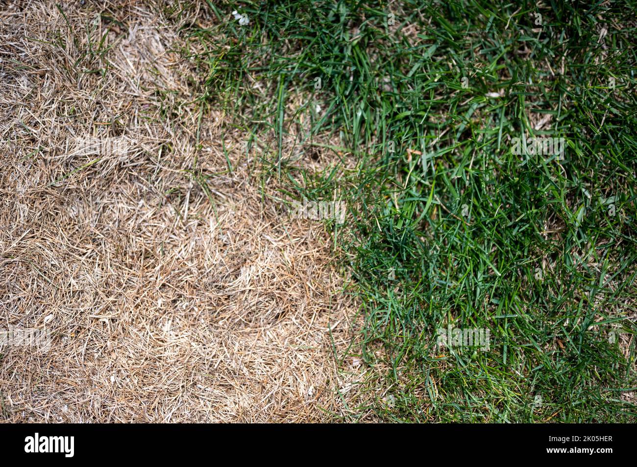 Distinzione visibile tra prato sano e erba bruciata chimica. Foto Stock