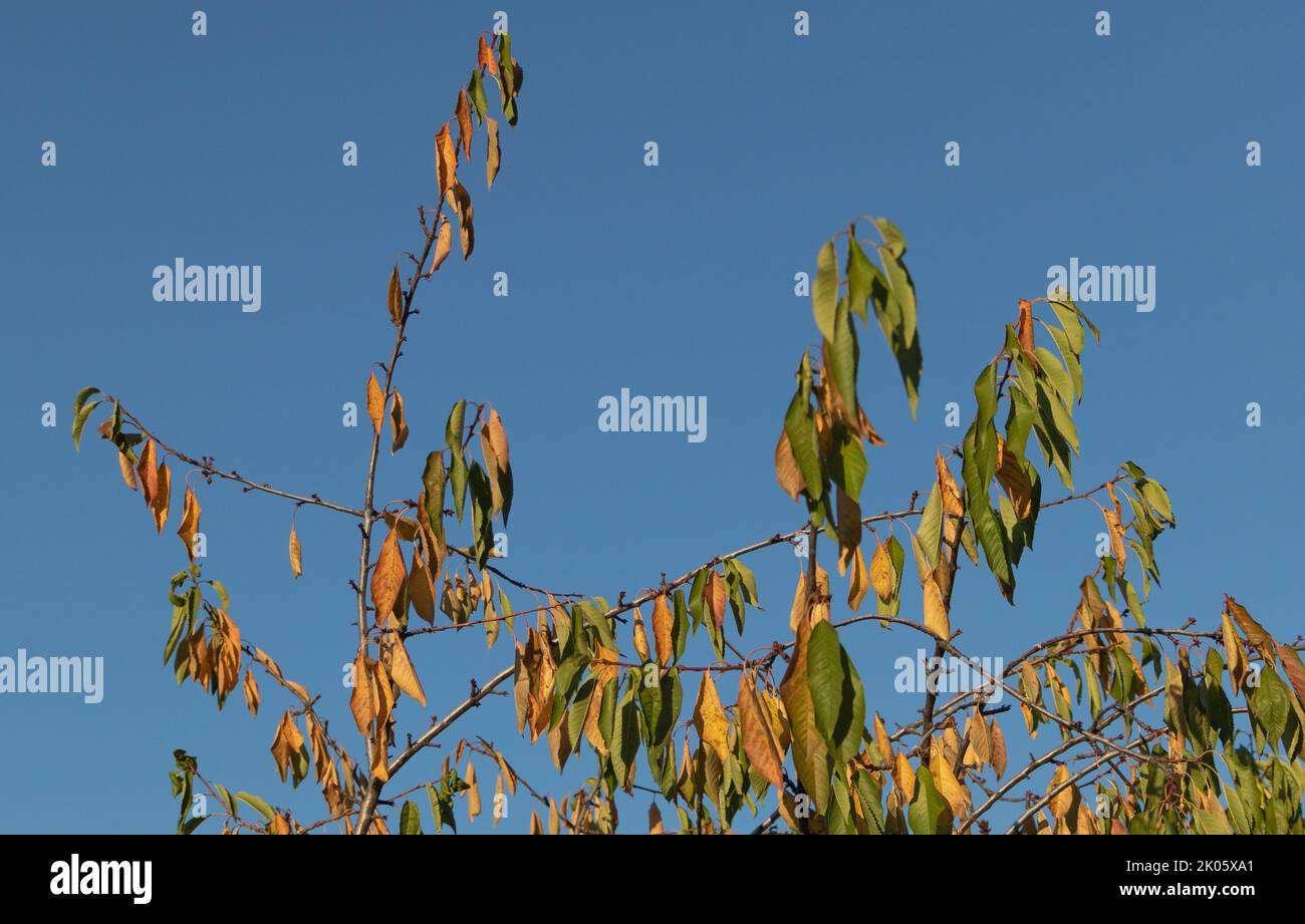 Ciliegio con foglie giallastre autunno - cielo su sfondo blu Foto Stock