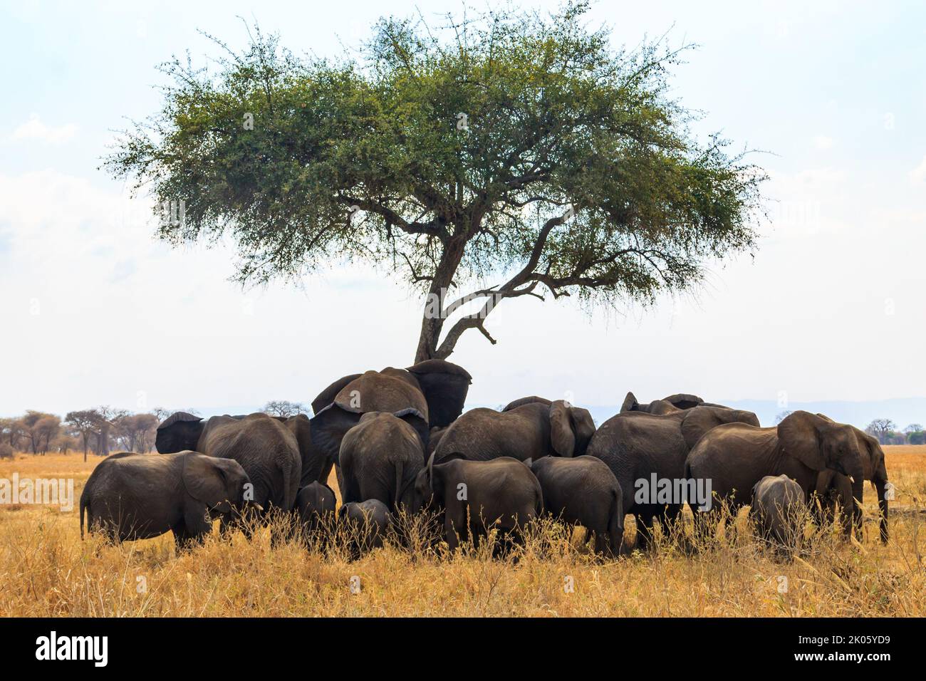 Mandria di elefanti sotto un albero sull'erba secca della savana del Parco Nazionale Tarangire in Tanzania. Animali nella fauna selvatica Foto Stock