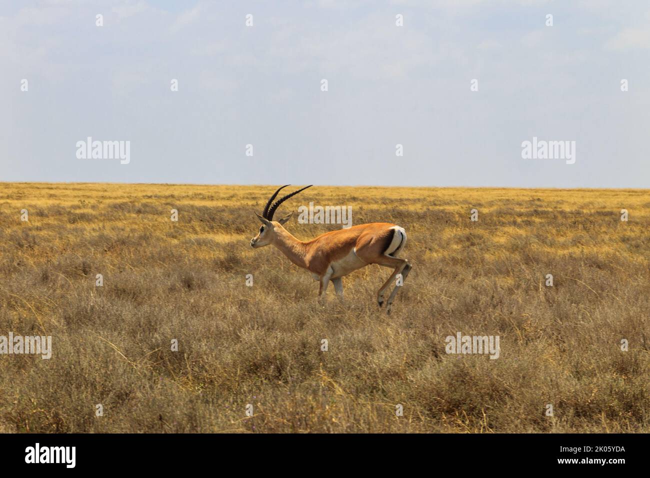 Male Impala (Aepyceros melampus) in esecuzione nella savana secca nel Parco Nazionale di Serengeti, Tanzania Foto Stock
