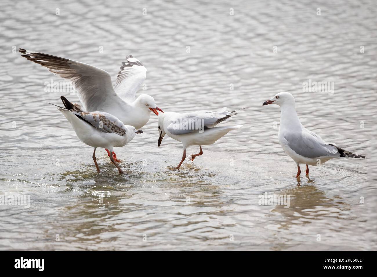 Due gabbiani d'argento sono in quarantena mentre altri due gabbiani sono in attesa di guardare la battaglia sul Cairns Esplanade mudflats nel lontano Queensland Nord, Australia. Foto Stock
