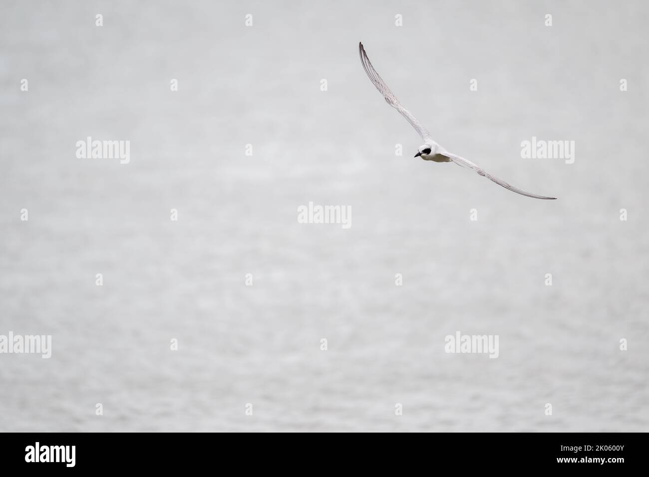 Un Tern non allevato a gabbiano senza sforzo, volando sopra la baia di Esplanade a Cairns in far North Queensland, Australia in cerca di preda. Foto Stock