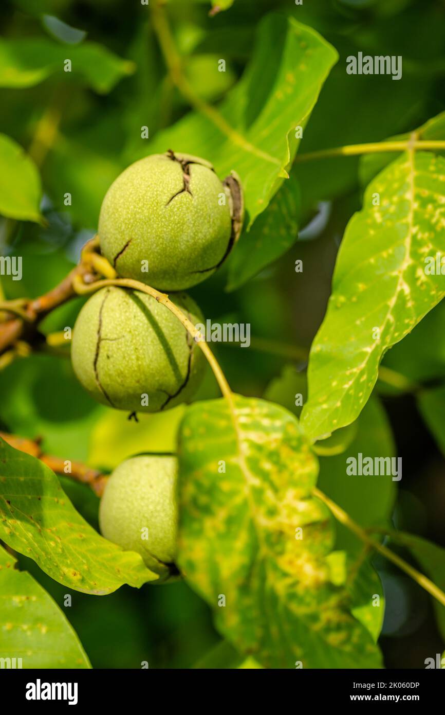 Le noci verdi immature sono appese su un ramo. Foglie verdi e noce mature. Frutta di noce. Foto Stock