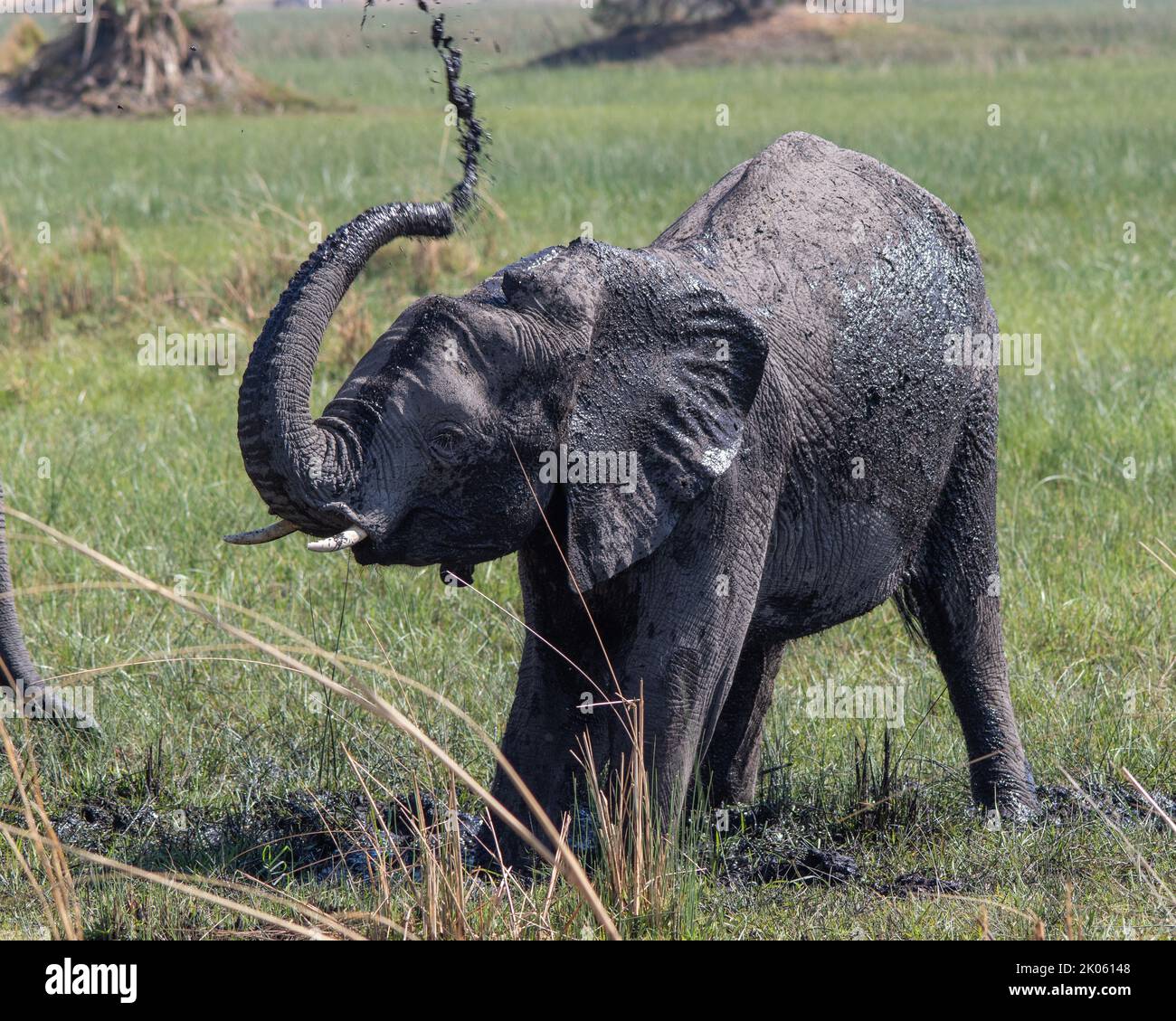 Elefante africano sub-adulto che ha un bagno di fango per aiutare a controllare parassiti esterni e parassiti sulla sua pelle Foto Stock
