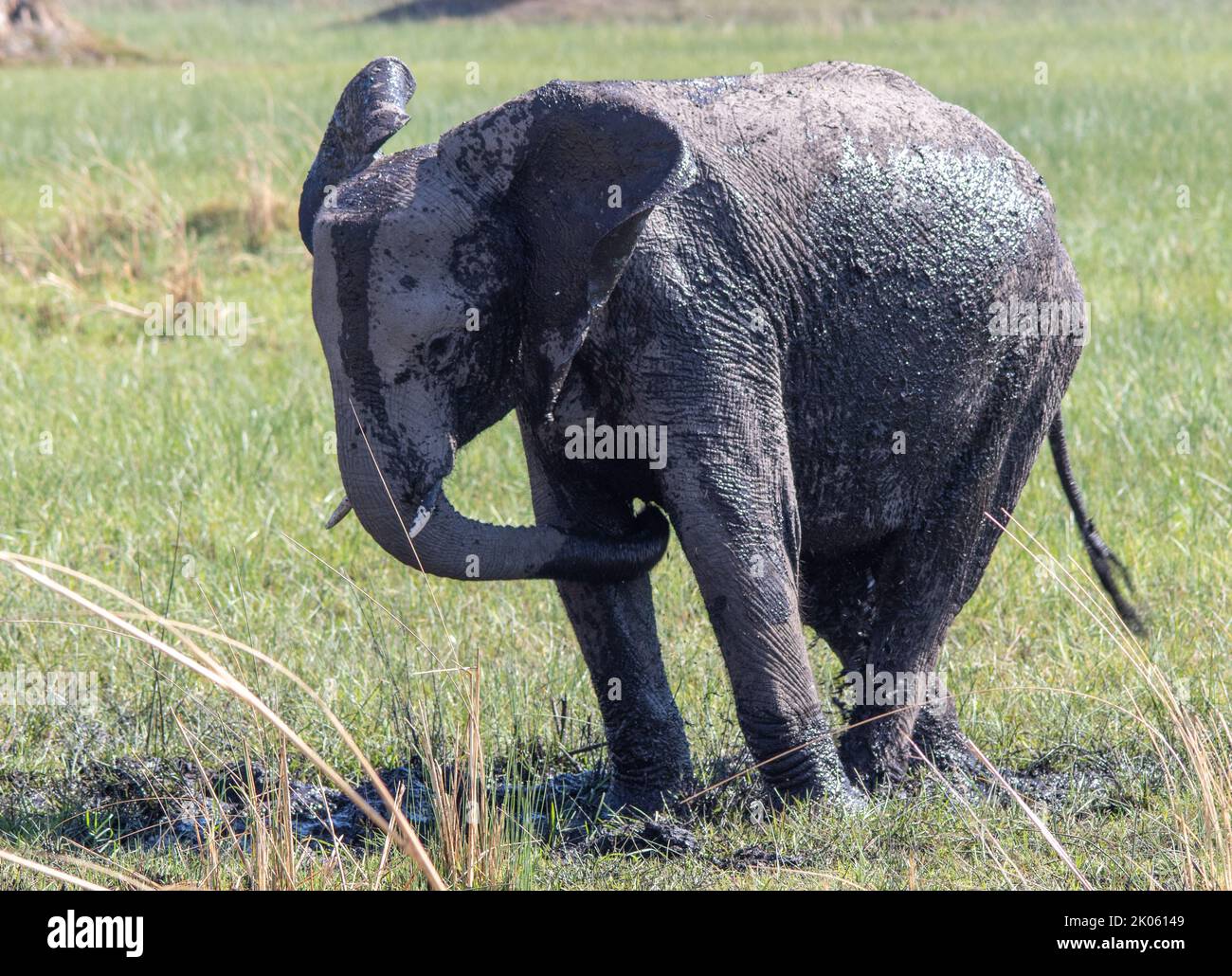 Elefante africano sub-adulto che ha un bagno di fango per aiutare a controllare parassiti esterni e parassiti sulla sua pelle Foto Stock
