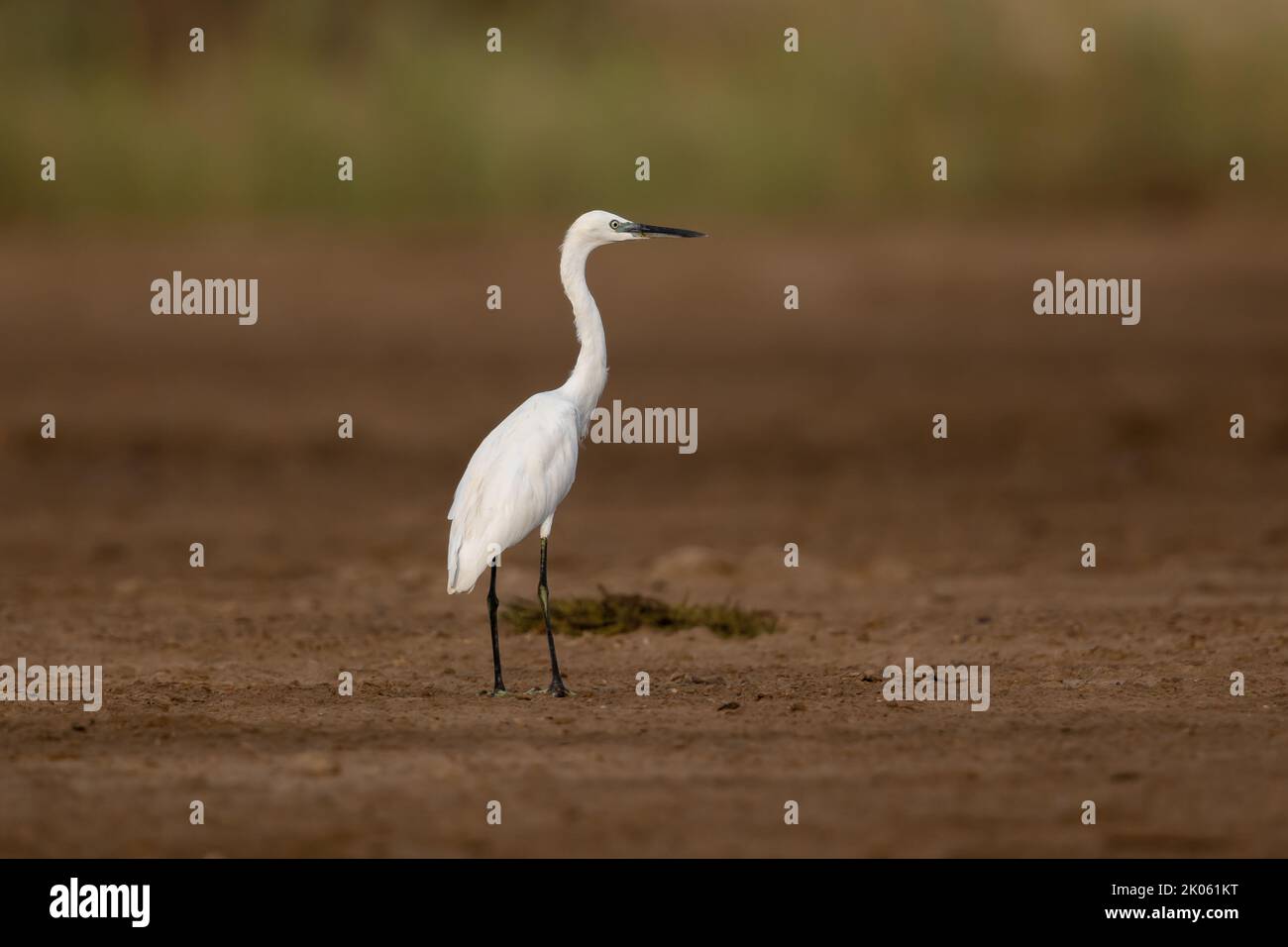 Ritratto di piccola egretta, Bahrain Foto Stock