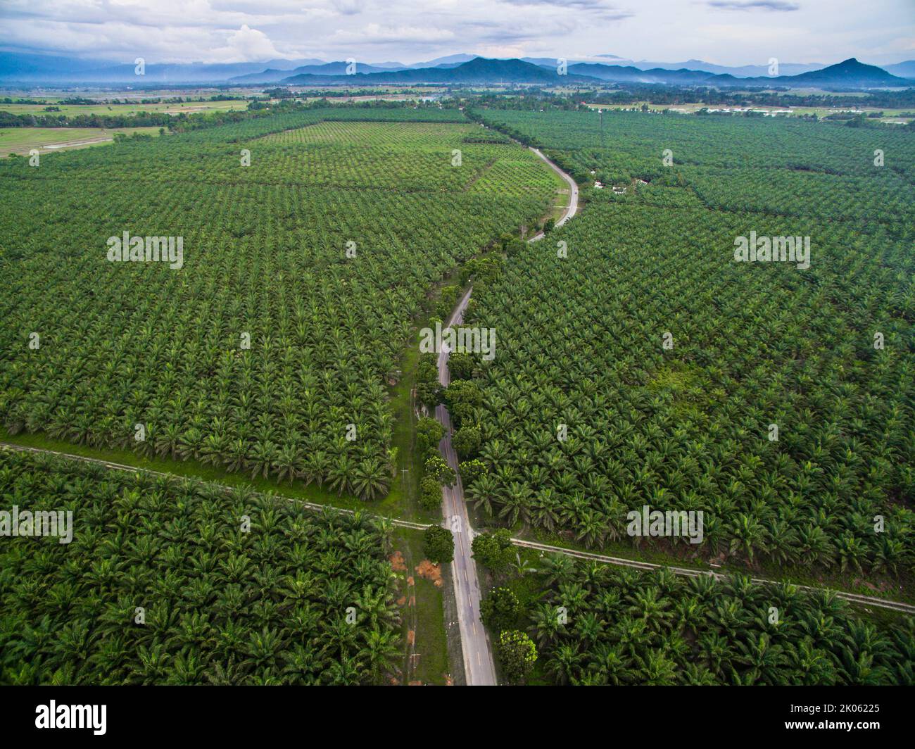 Piantagione di olio di palma verde e fertile nel sud di Sulawesi - Indonesia Foto Stock