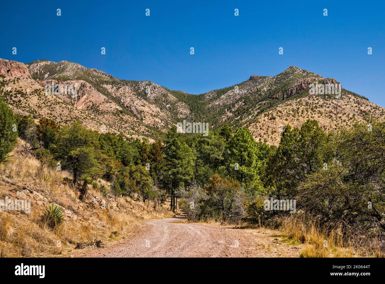 Mormon Canyon, Turkey Creek Road (Forest Road 41), Chiricahua Mountains, Coronado National Forest, Arizona, USA Foto Stock